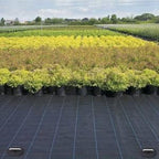 mysit-6-inch-u-shaped-weed-fabric-staples